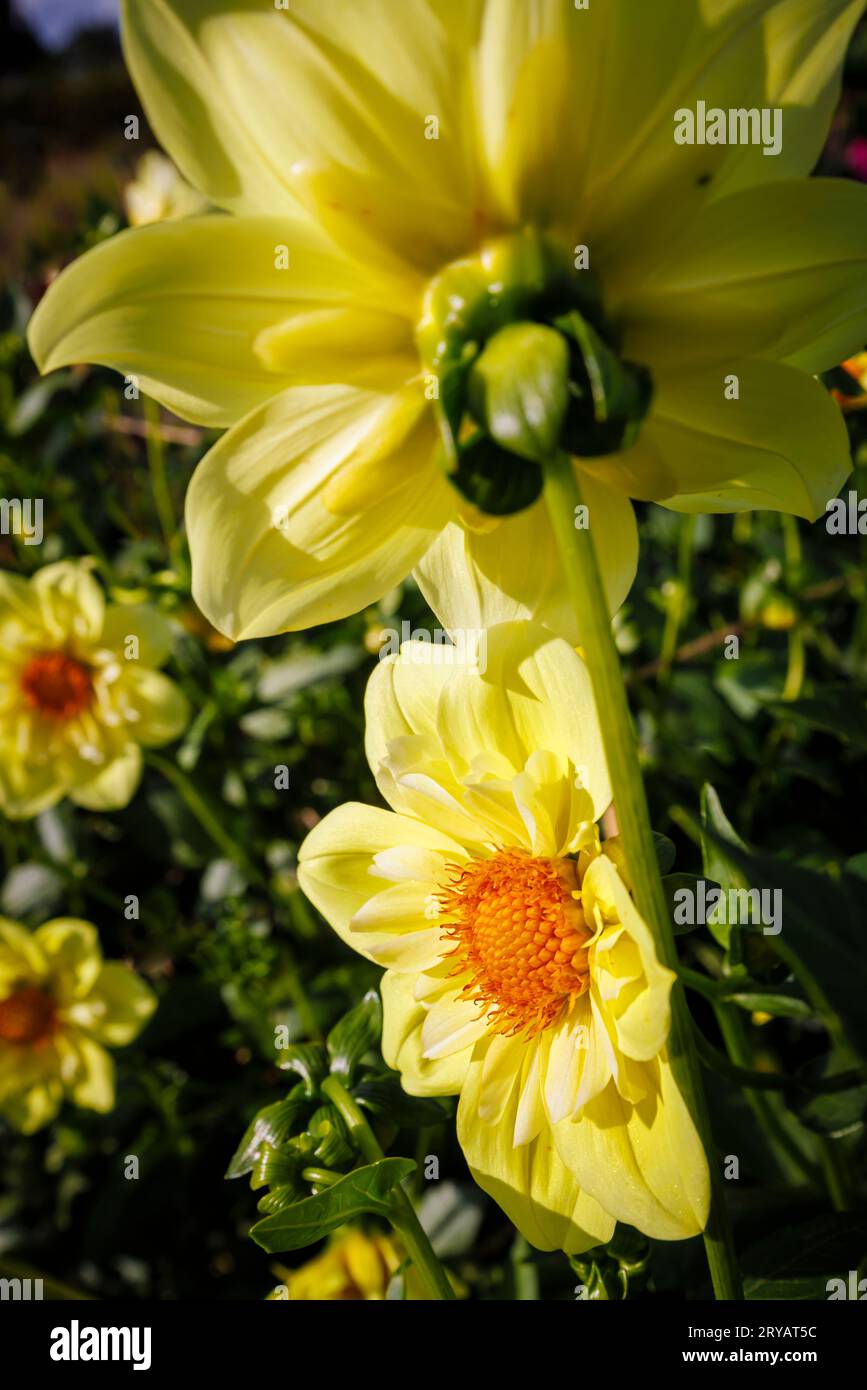 Close-up view of a yellow flower bloom of Dahlia 'Lemon Sherbet' growing in the trials ground at RHS Garden Wisley, Surrey, England in early autumn Stock Photo