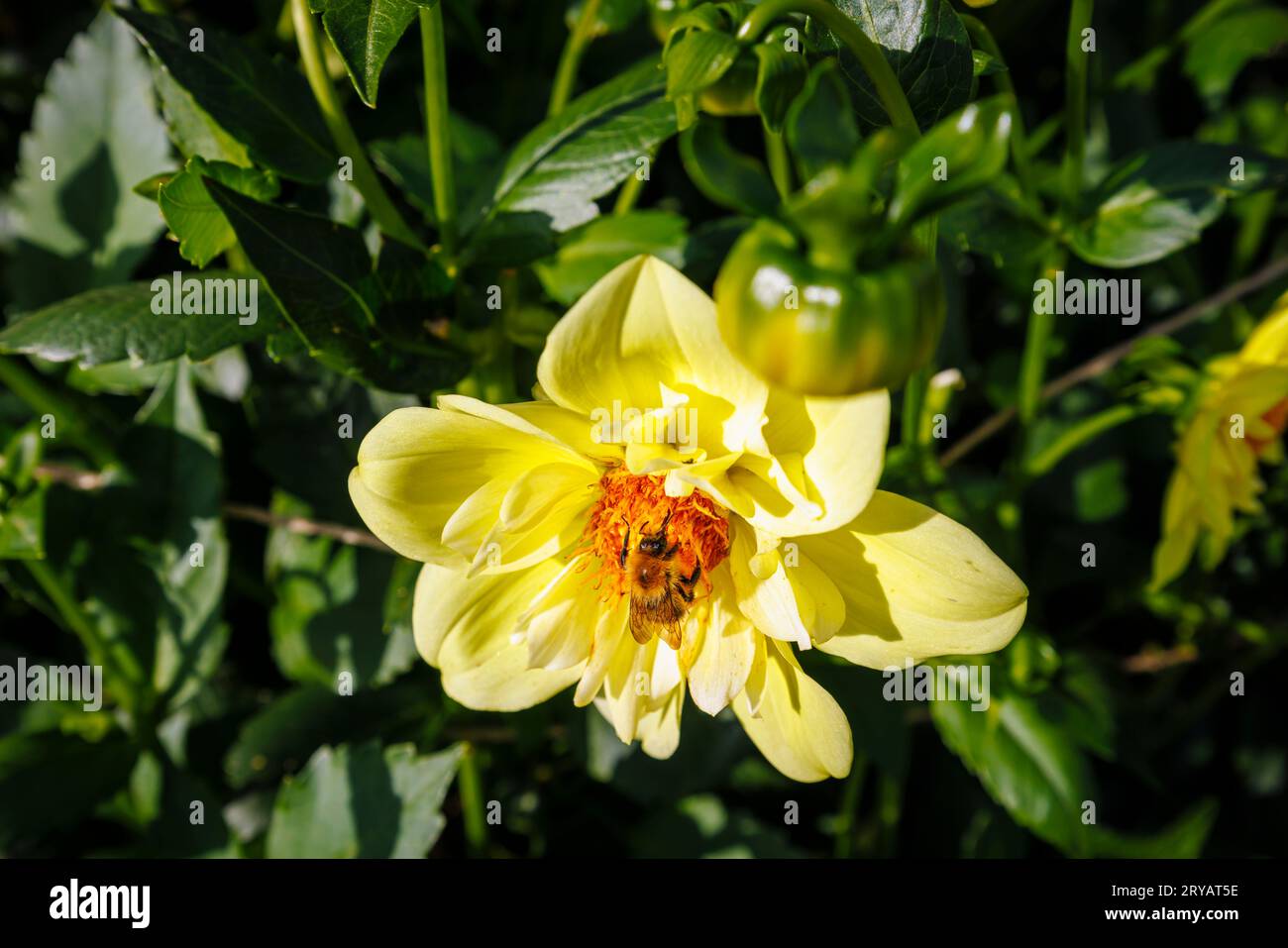 A bee feeding on nectar from the disc florets of a yellow flower of Dahlia 'Lemon Sherbet' at RHS Garden Wisley, Surrey, SE England in early autumn Stock Photo