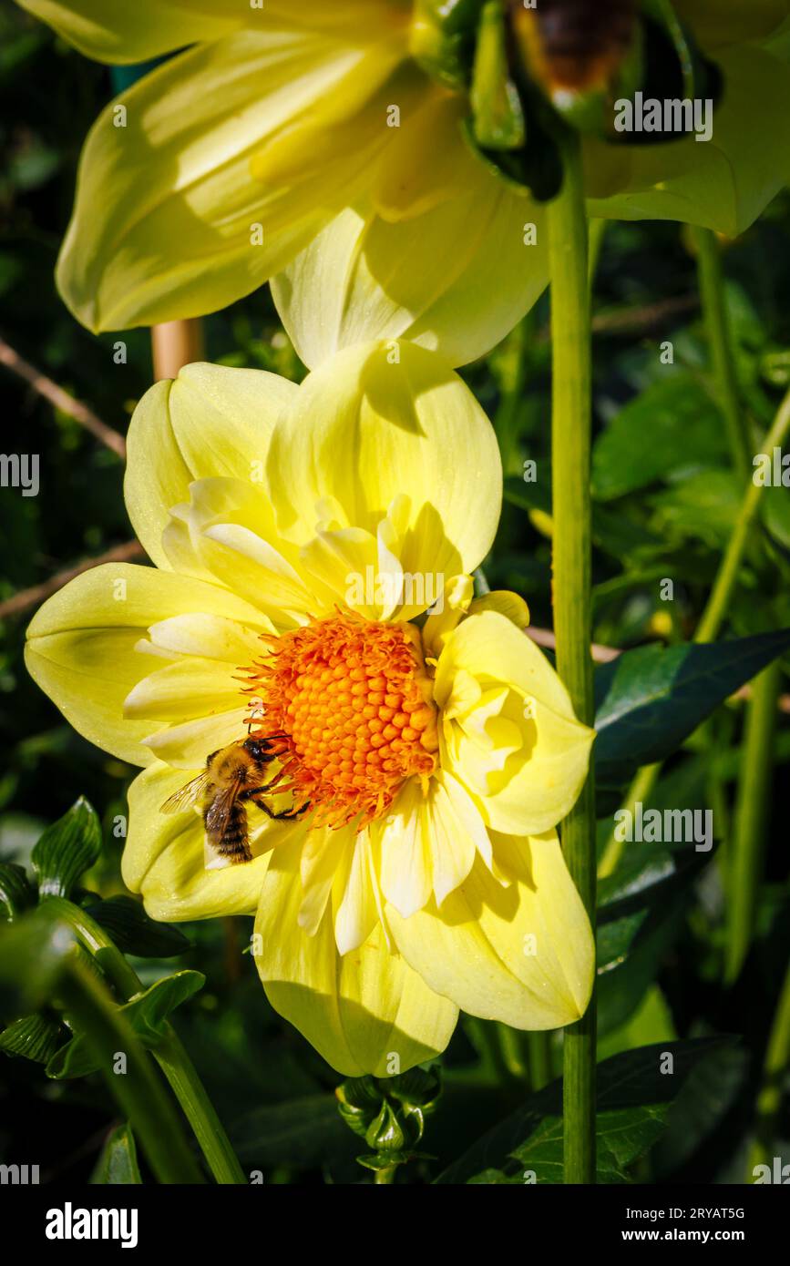 A bee feeding on nectar from the disc florets of a yellow flower of Dahlia 'Lemon Sherbet' at RHS Garden Wisley, Surrey, SE England in early autumn Stock Photo