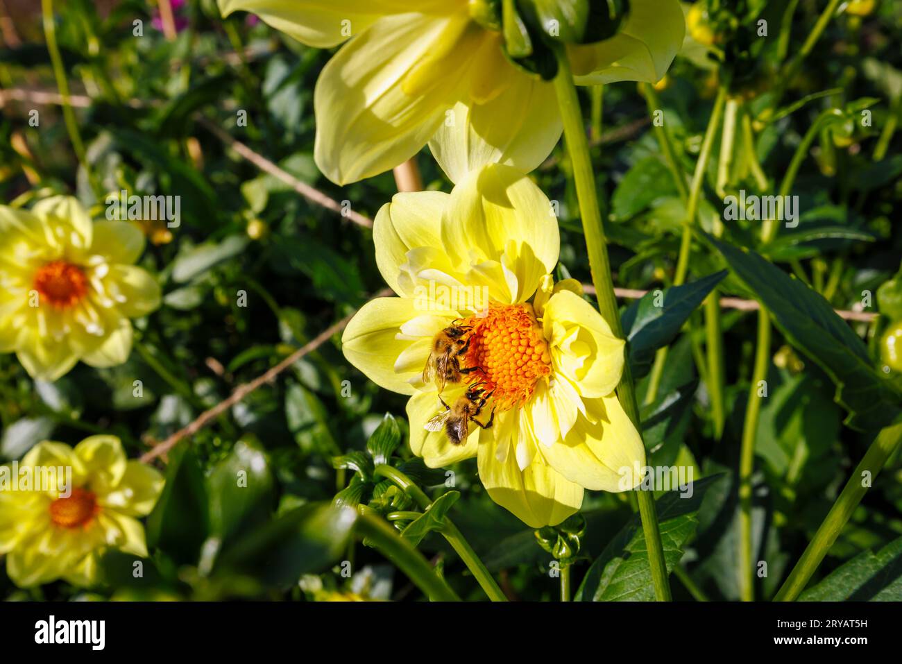 2 bees feeding on nectar from the disc florets of a yellow flower of Dahlia 'Lemon Sherbet' at RHS Garden Wisley, Surrey, SE England in early autumn Stock Photo