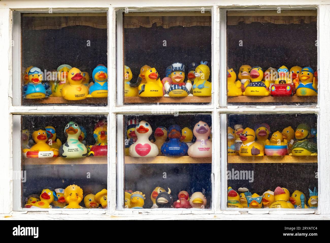 Rubber duck collection in a window in Skagway, Alaska, USA Stock Photo