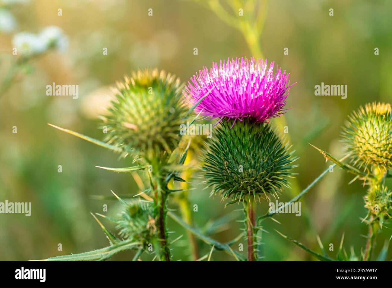 Onopordum acanthium cotton thistle, Scotch or Scottish thistle during ...