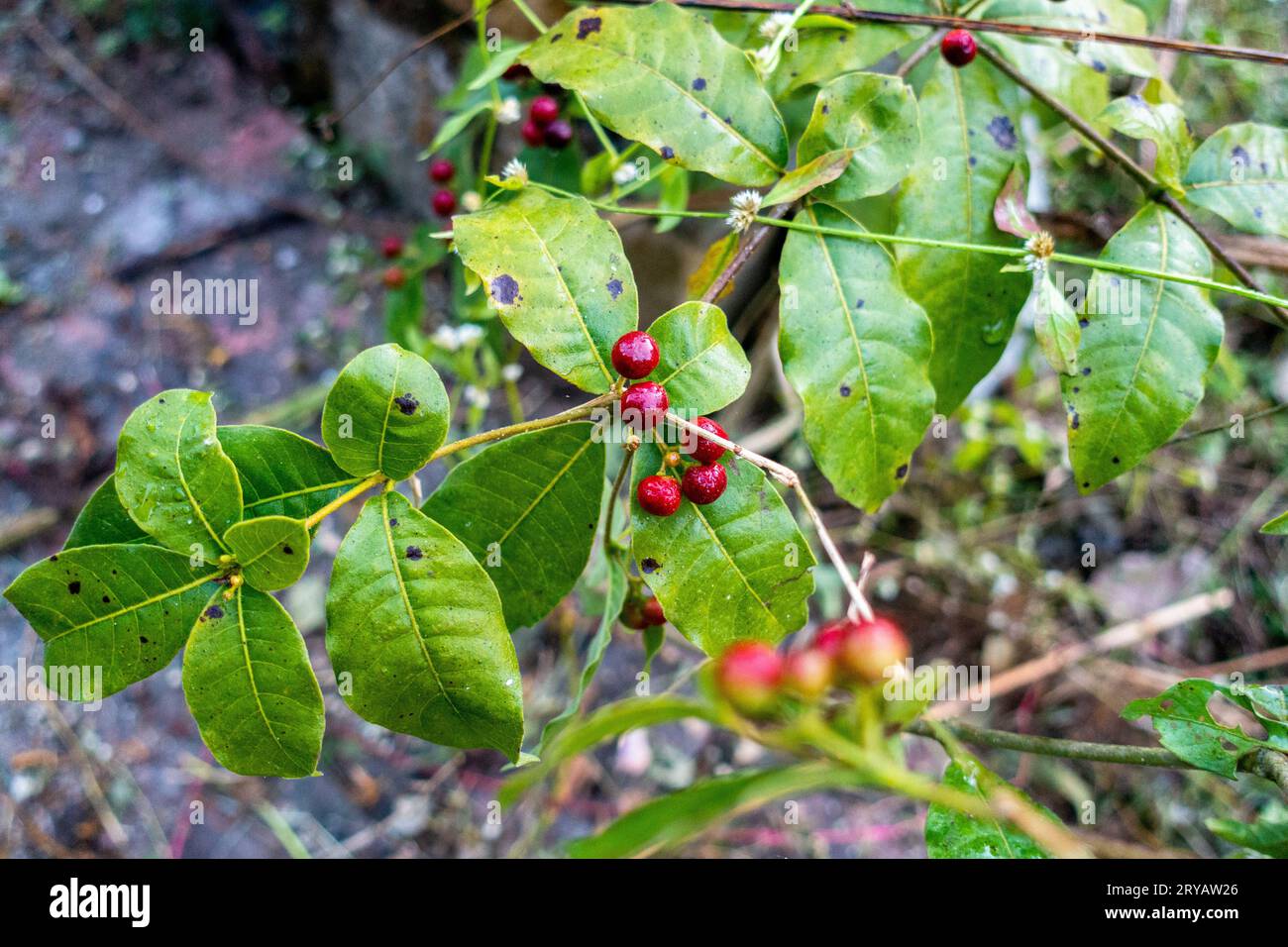 Red berries and leaves of Rauvolfia tetraphylla, known as the be still tree or devil-pepper, in Uttarakhand, India. Belongs to Apocynaceae family Stock Photo