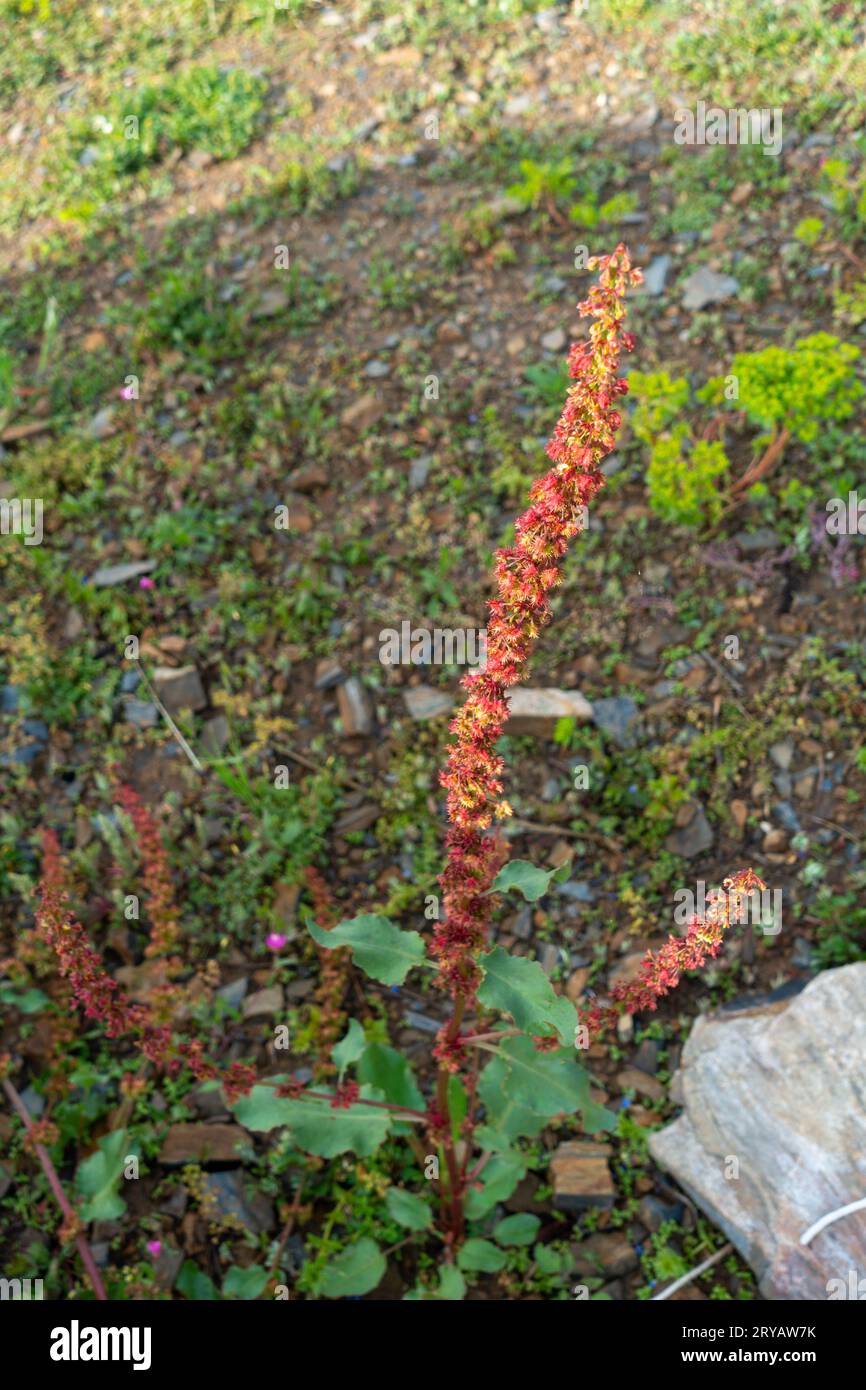 Close up shot of Rumex crispus, the curly dock plant in the hills of Uttarakhand with mountain landscapes in the background. Stock Photo