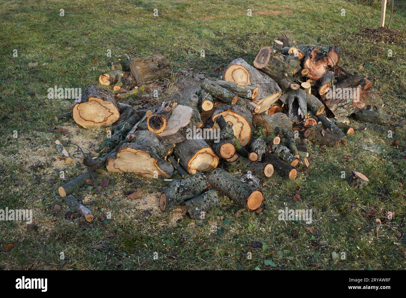 Pieces of wood with fungal infestation Stock Photo