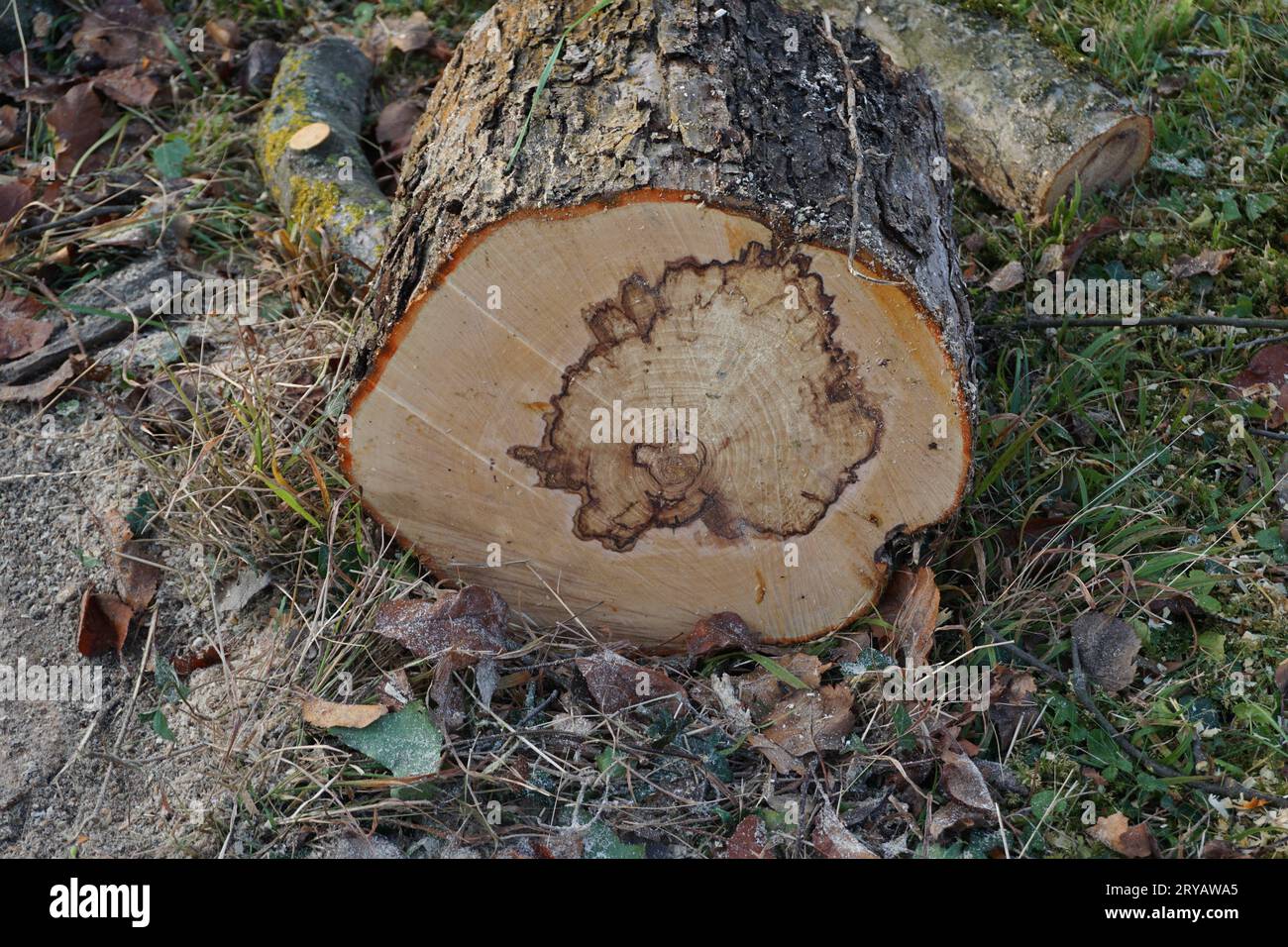 Truncated tree trunk with fungus infestation in the middle Stock Photo