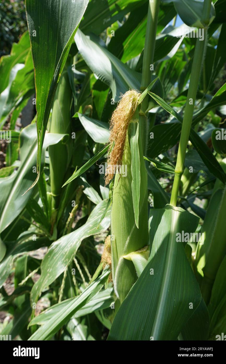 Corn cob in the cornfield in summer Stock Photo