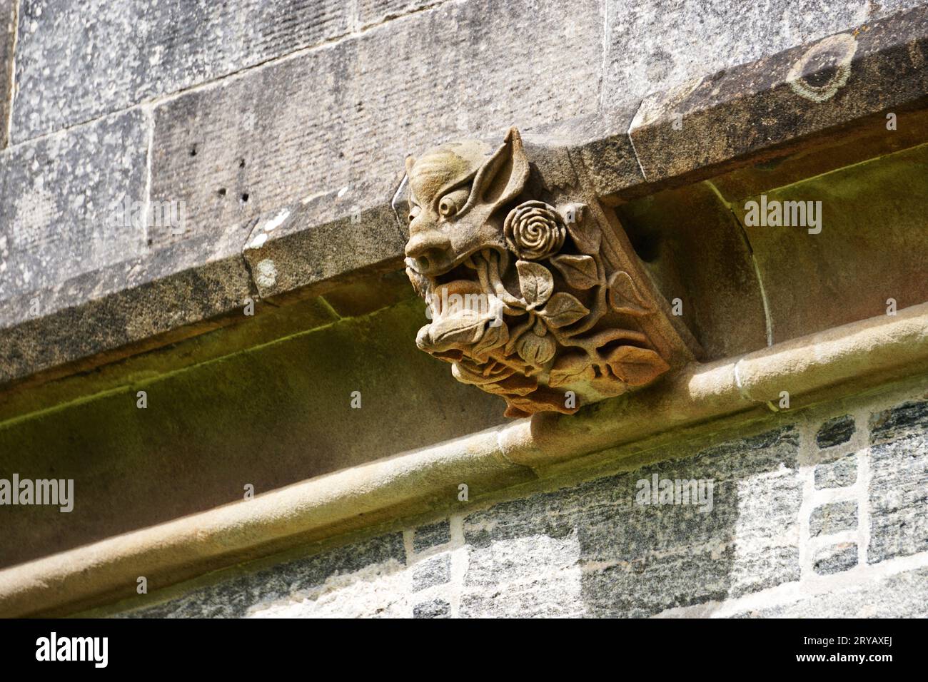 Angle view of carved stone gargoyle at Lews Castle, Stornoway, Lewis Island. Surrounded by roses and vines, its scary face shows fangs and wild eyes Stock Photo
