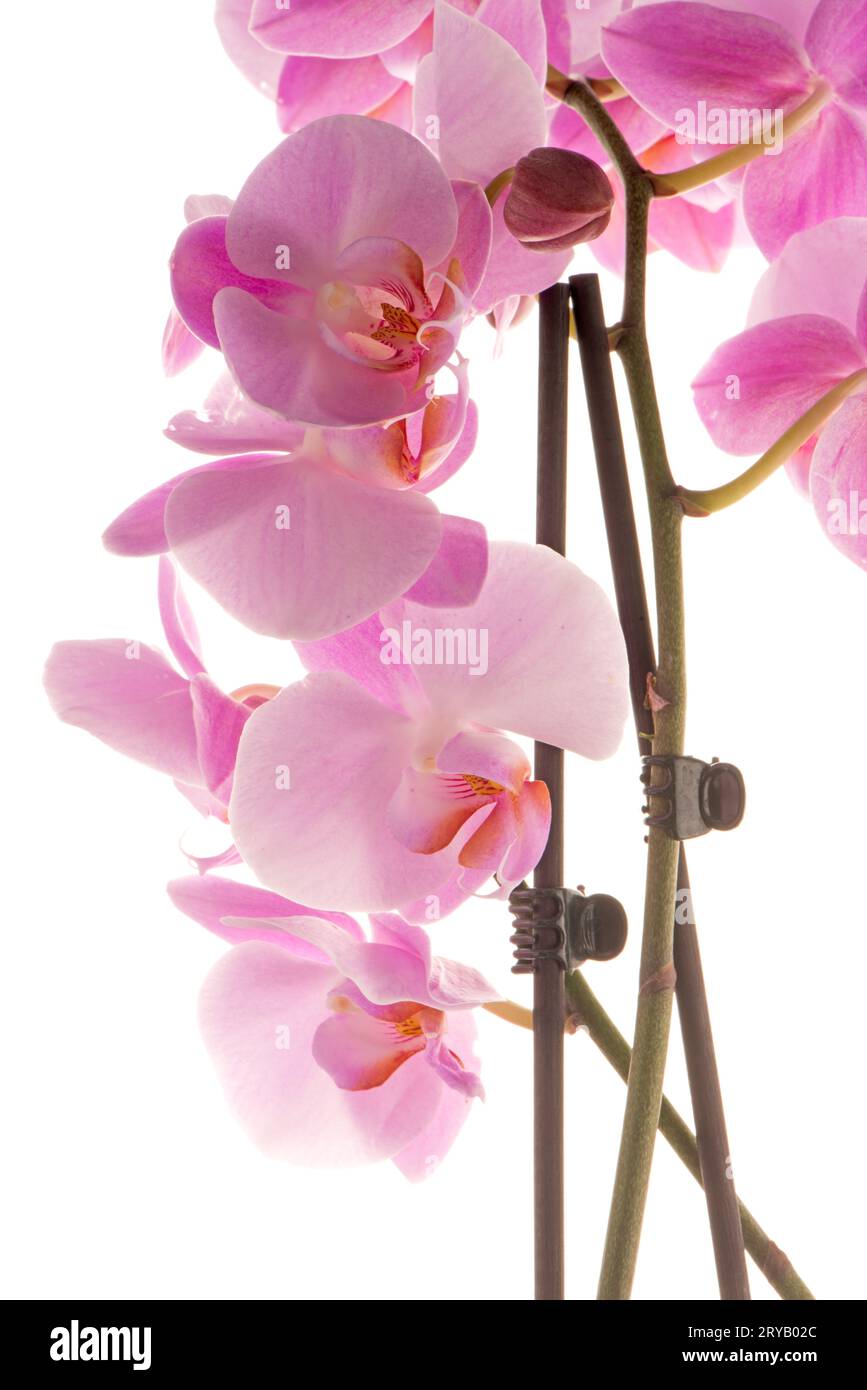 Pink lit orchid blossom hi-res stock photography and images - Alamy