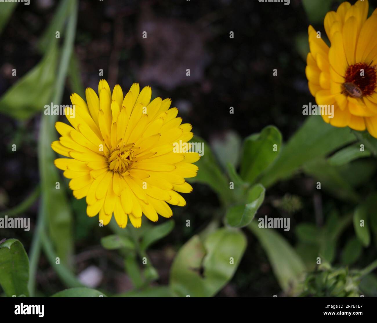 CANADULA OFFICINALIS pot Marigold flowering plant in garden Stock Photo