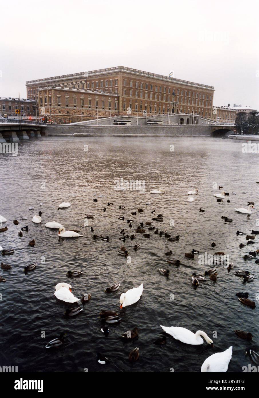 Stockholm Royal Castle above Stockholm stream with their nesting ducks in winter Stock Photo