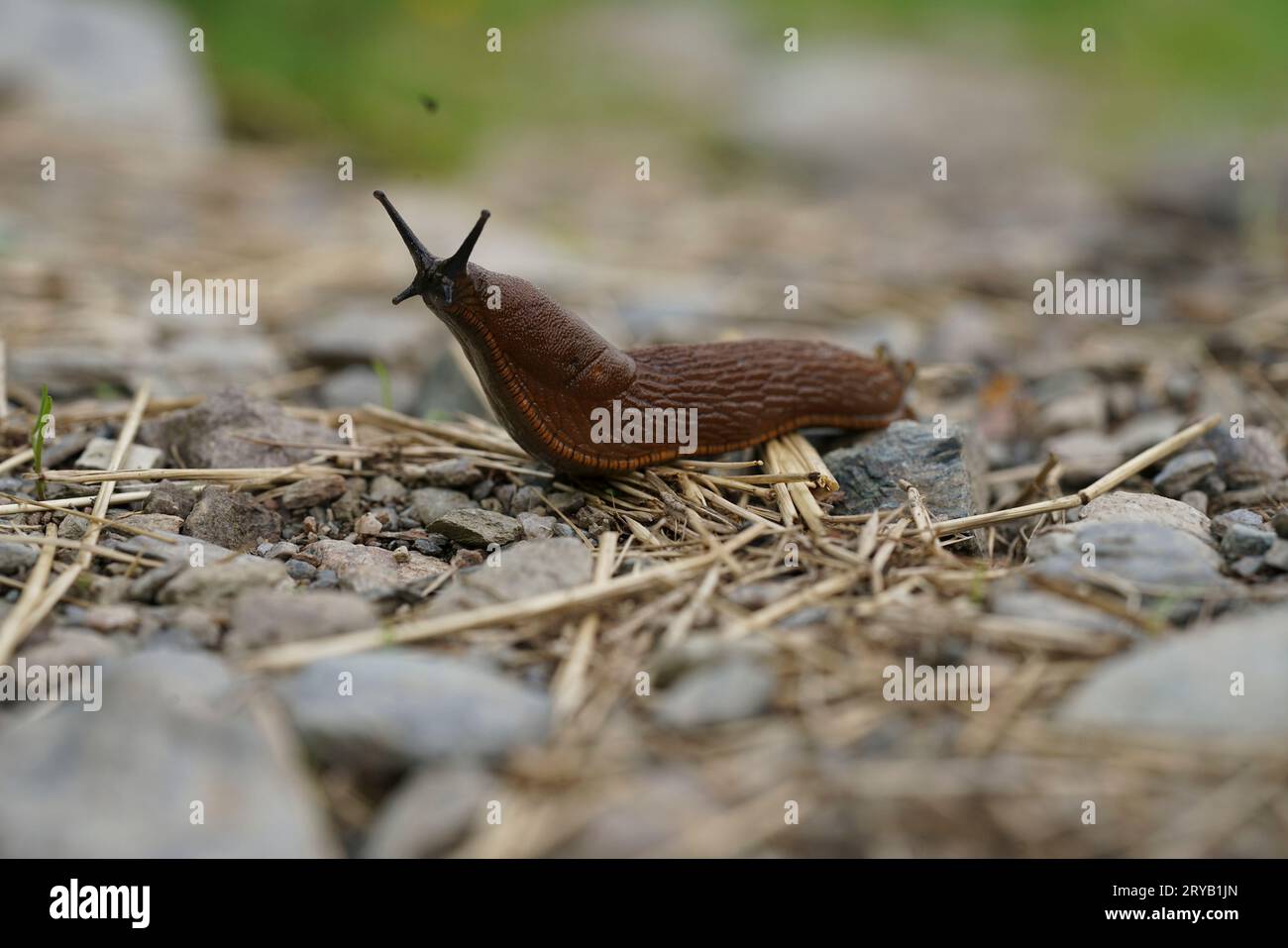 Natural closeup on a curious large red European slug, Arion rufus on a roadside after rain Stock Photo