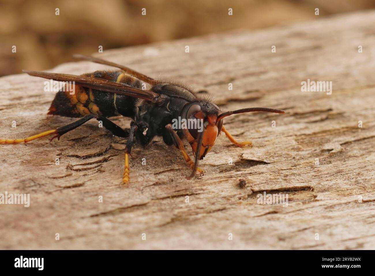 Detailed closeup on the invasive and aggressive a dark Asian yellow-legged hornet , Vespa velutina Stock Photo
