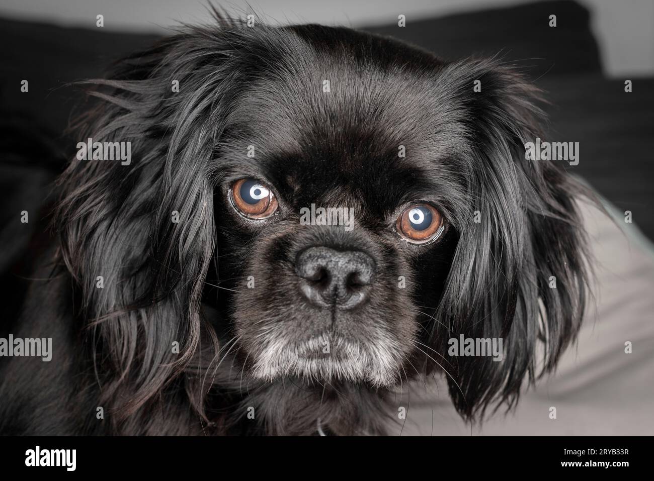Pug,Shitsu and King Charles Cavalier mixed breed dog portrait Stock Photo Alamy