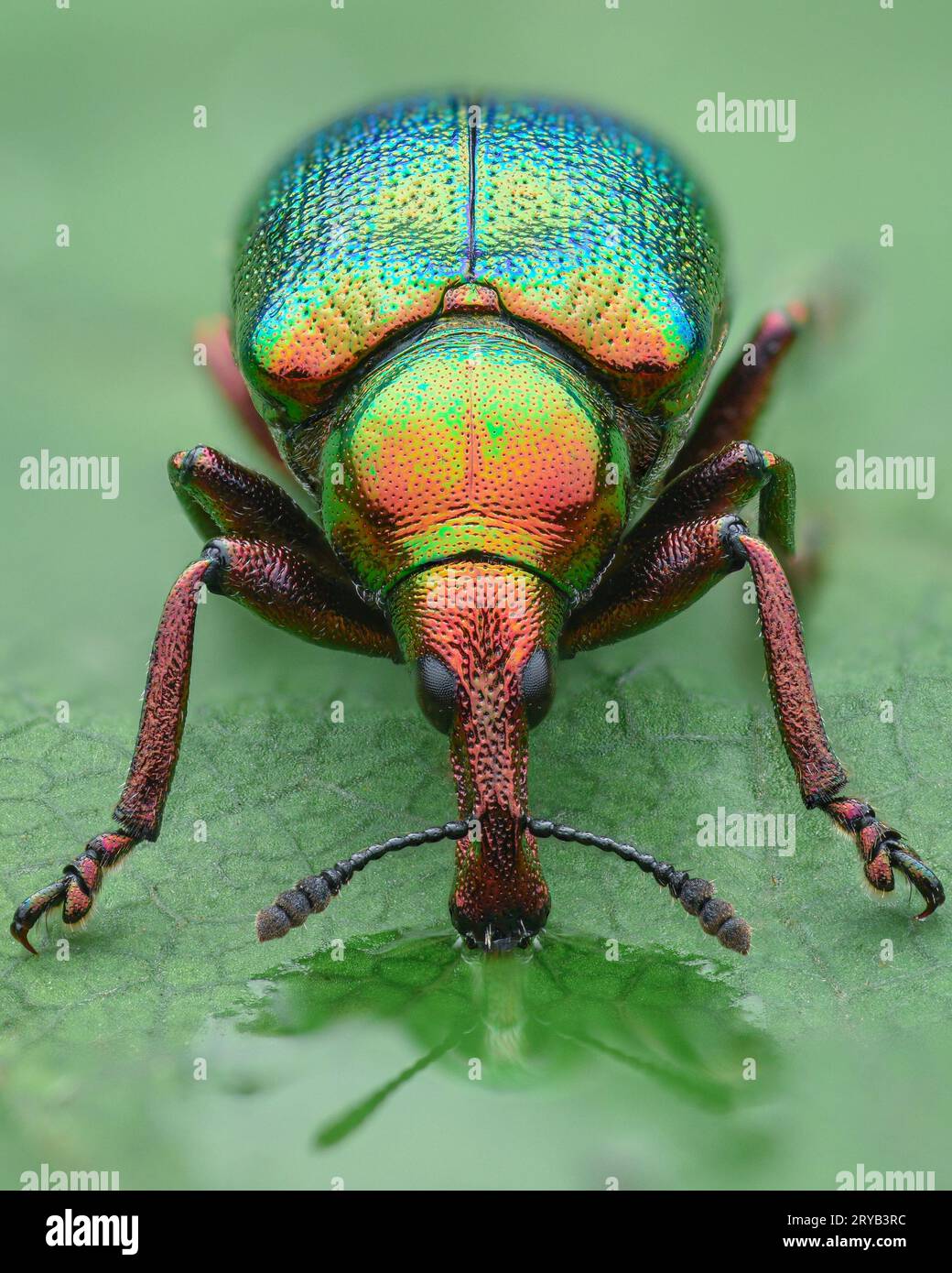 Portrait of a multicolored, iridescent leaf-rolling weevil with blue, green, and red colors, drinking water on a leaf (Byctiscus betulae) Stock Photo