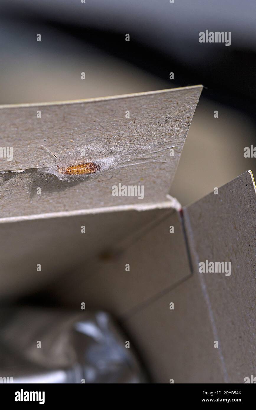 Lebensmittelmotten kleben an der Innenseite der Lebensmittelverpackung in einem Motten Kokon Stock Photo