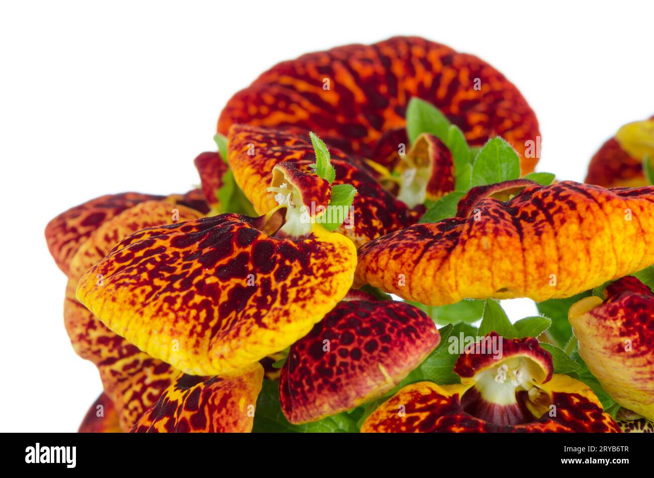 Closeup of yellow and red calceolarua flowers Stock Photo
