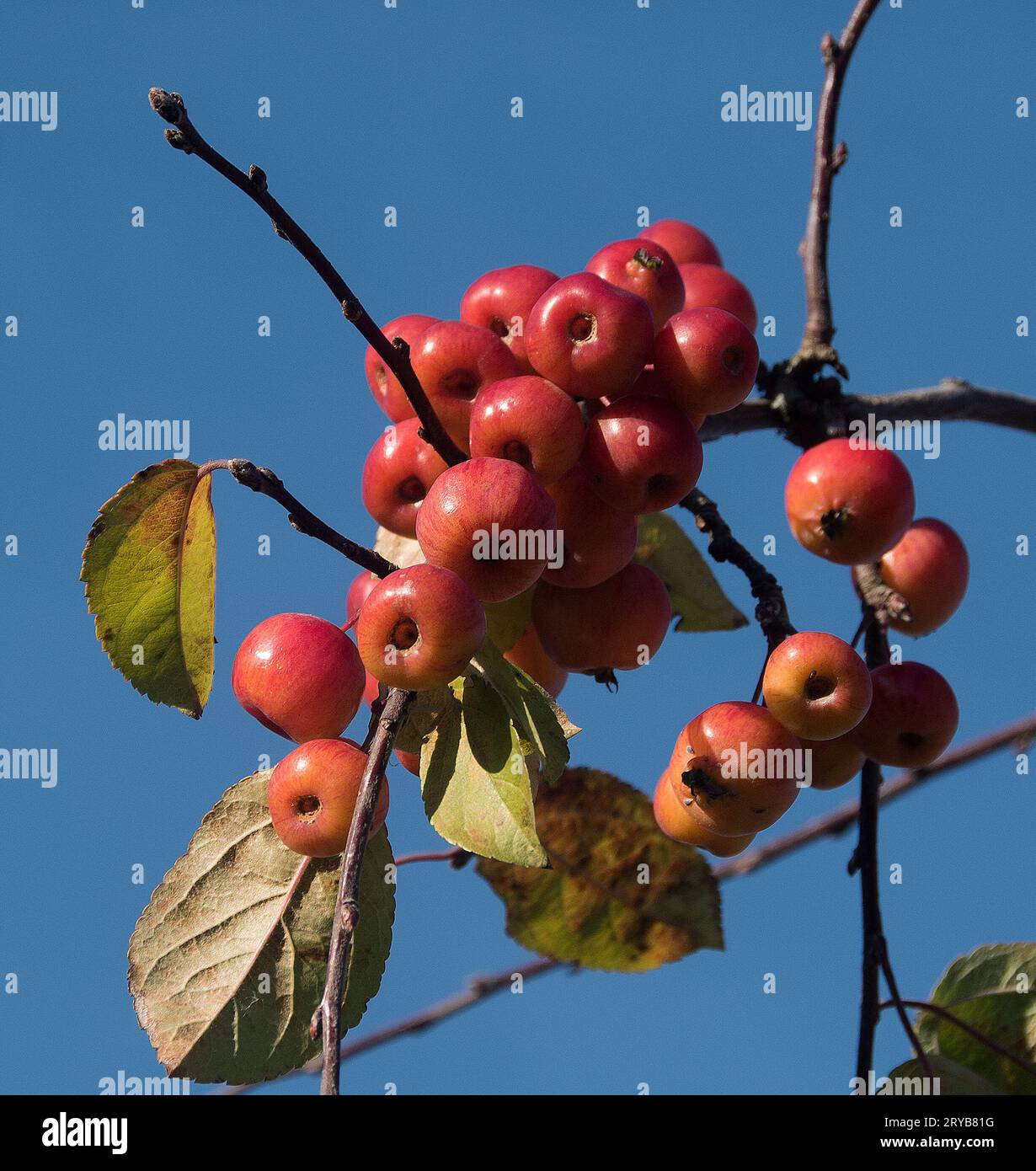 Malus x robusta 'Red Sentinel' Stock Photo