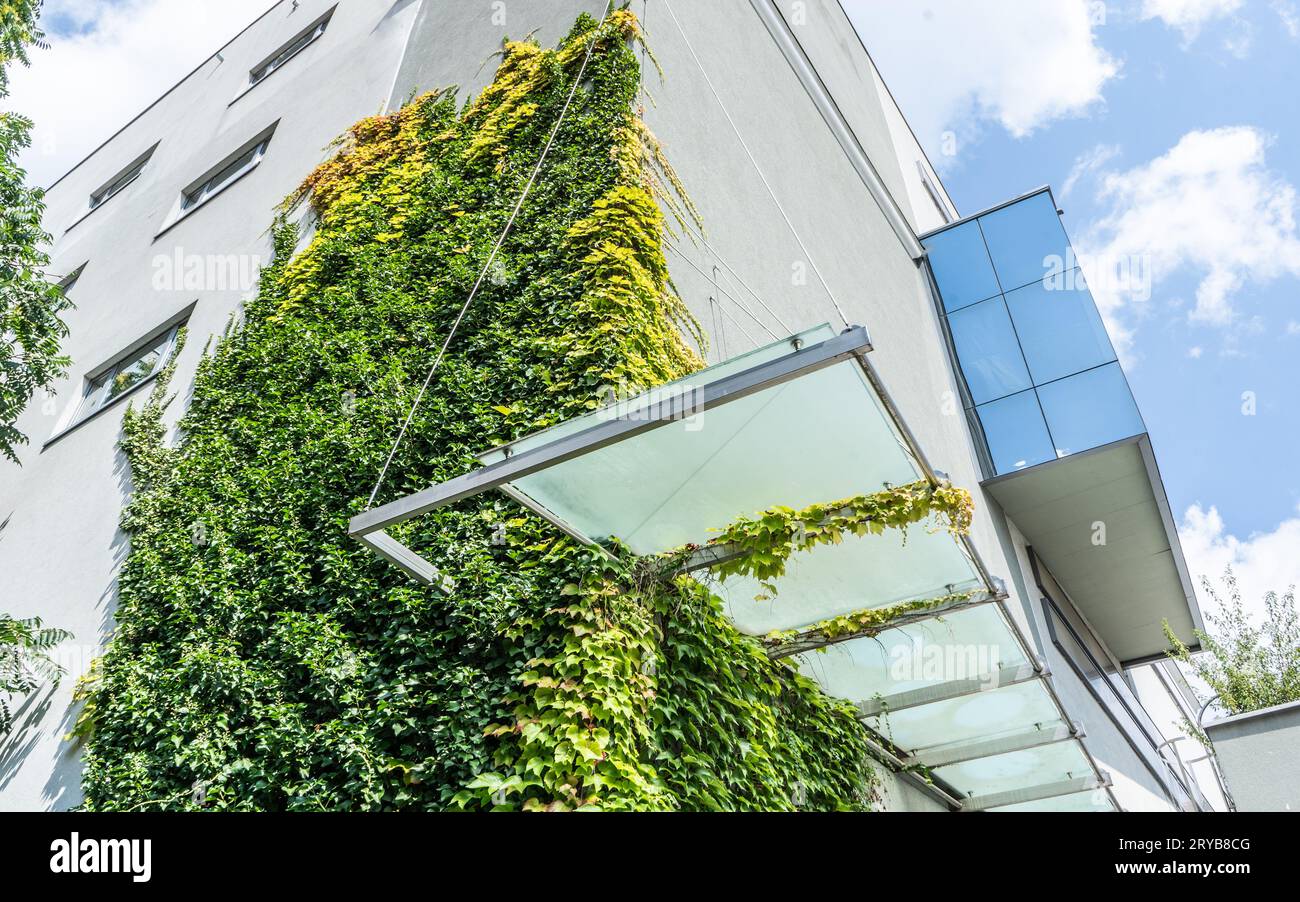 Green wall, vertical garden, green plant background Stock Photo - Alamy