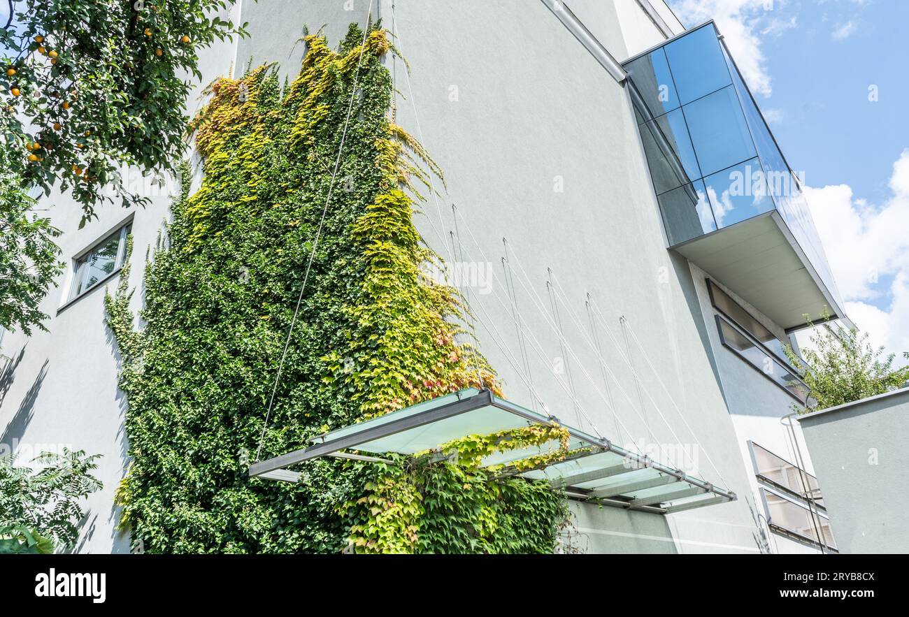 Green wall, vertical garden, green plant background Stock Photo - Alamy