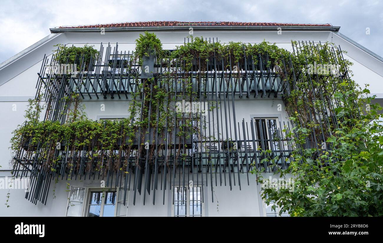Green wall, vertical garden, green plant background Stock Photo - Alamy