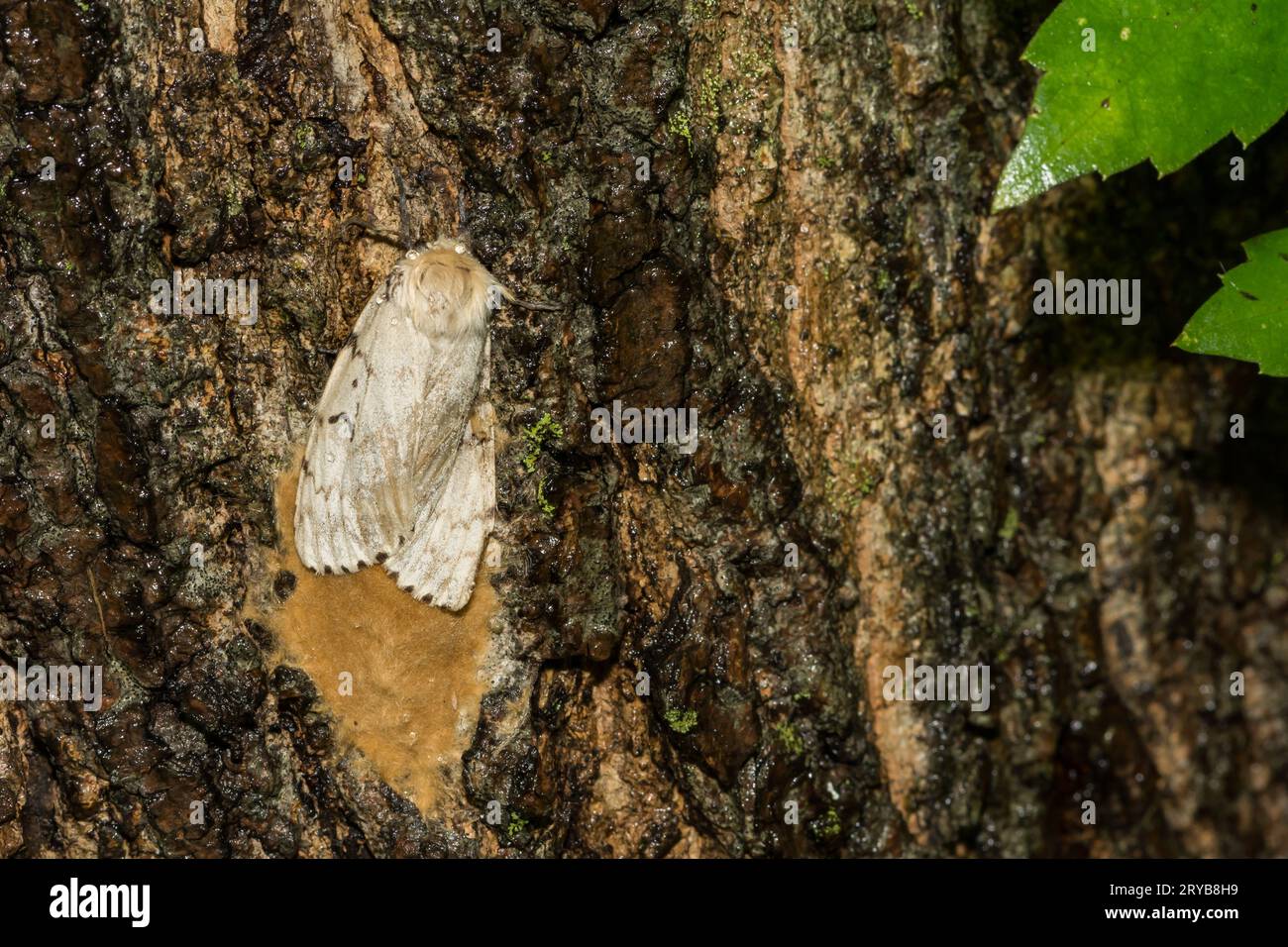 Spongy Moth Laying Egg Mass Lymantria dispar Stock Photo Alamy