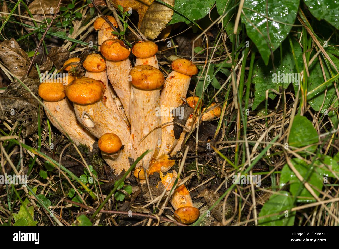 Eastern JackO'Lantern Mushrooms Omphalotus illudens Stock Photo Alamy