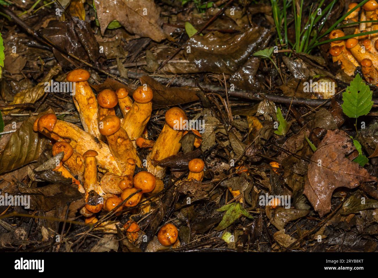 Eastern JackO'Lantern Mushrooms Omphalotus illudens Stock Photo Alamy
