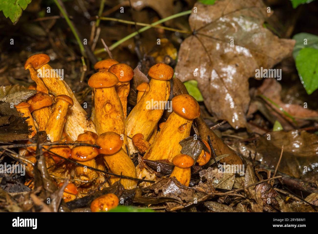 Eastern JackO'Lantern Mushrooms Omphalotus illudens Stock Photo Alamy
