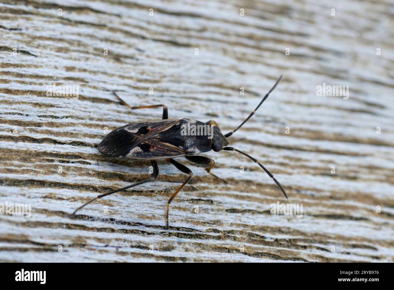 Natural closeup on a large, elongate and long-legged ground bug , Rhyparochromus vulgaris sitting on wood Stock Photo