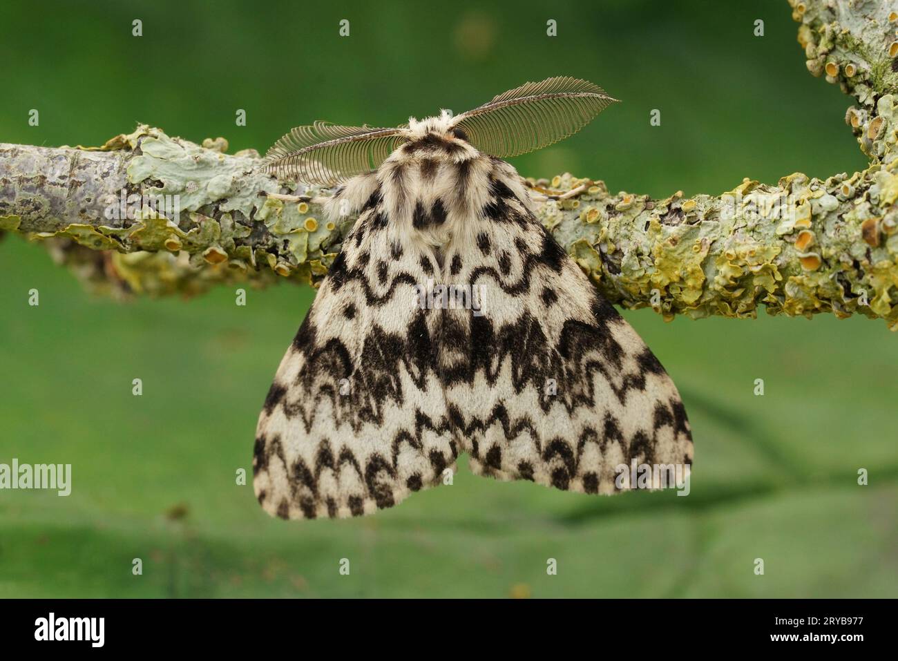 Detailed dorsal closeup on the black arches or nun moth, Lymantria monacha, sitting on a twig Stock Photo