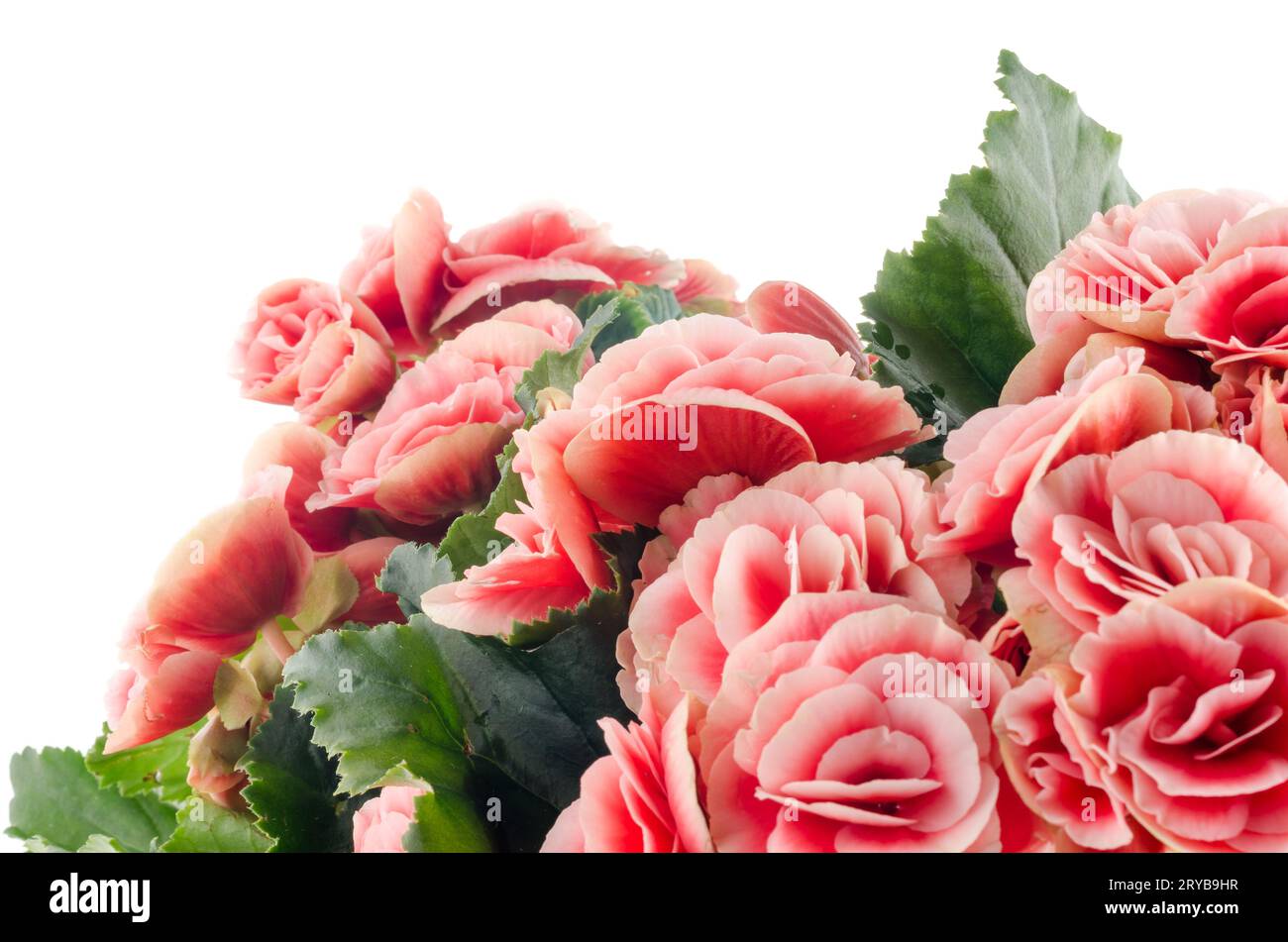 Pink begonia flowers Stock Photo
