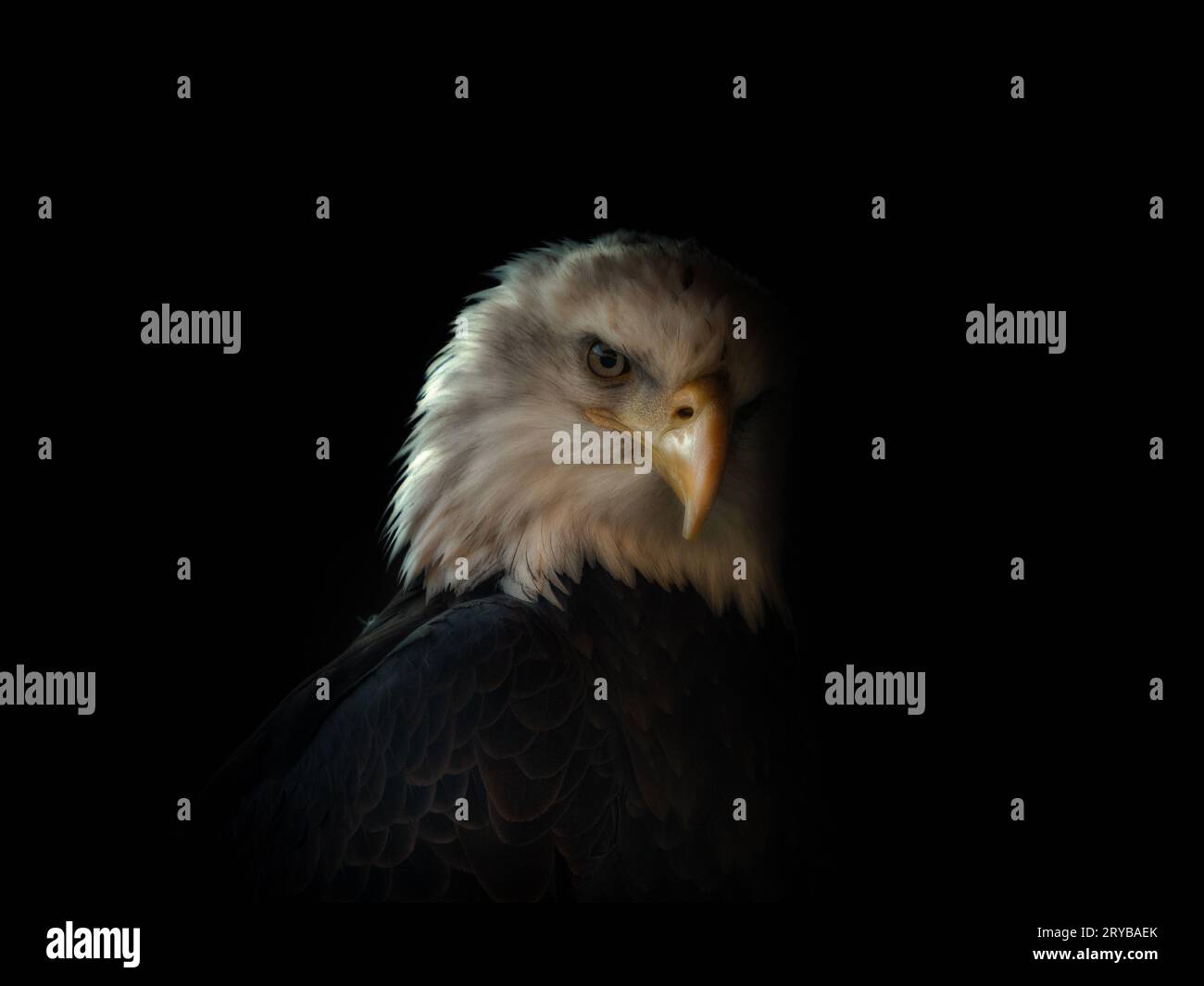 Black and white bald eagle hi-res stock photography and images - Alamy