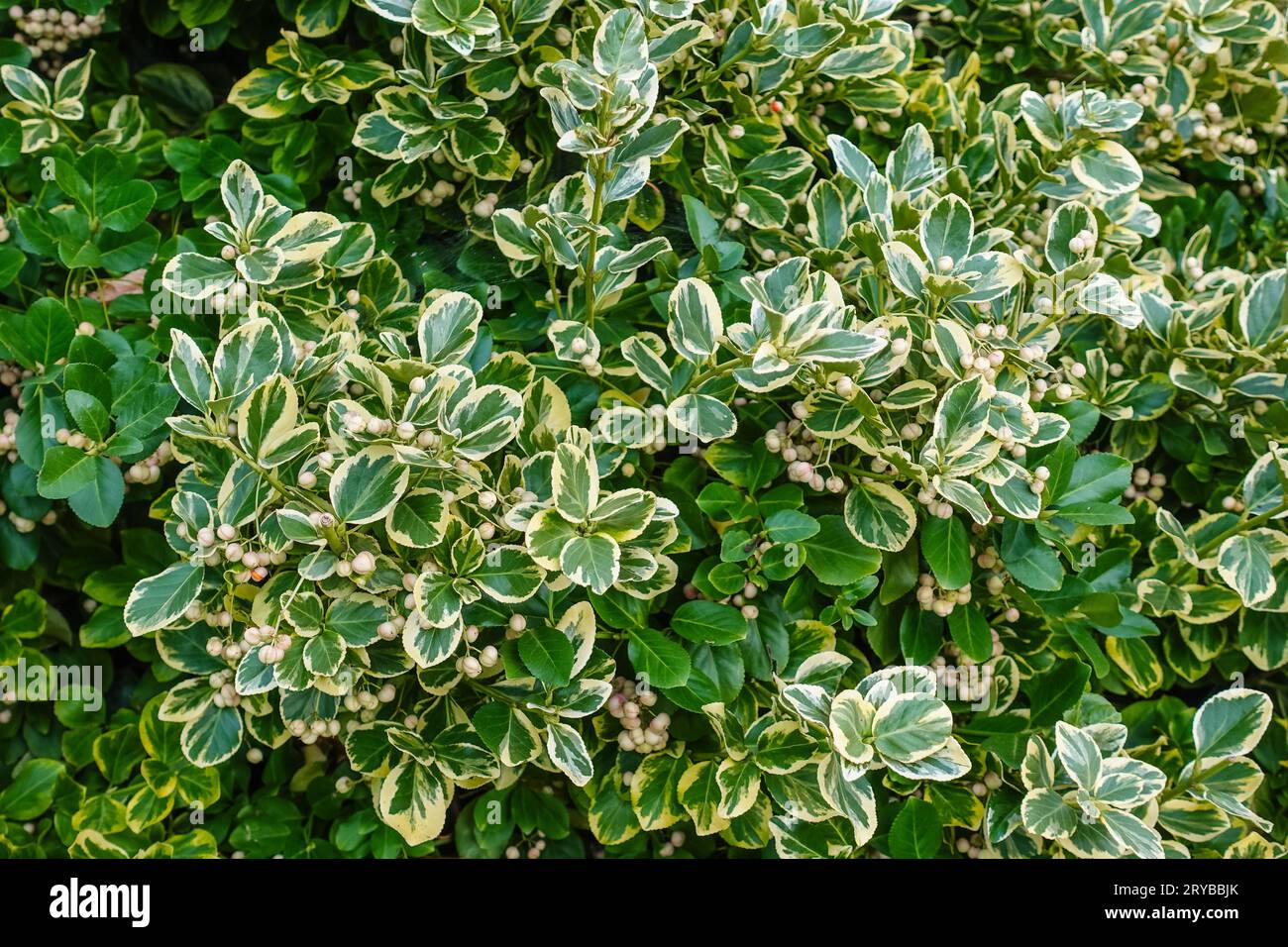 Euonymus fortunei ‘Silver Queen’ (Wintercreeper) is a bushy evergreen shrub with glossy, elongated, dark green leaves adorned with contrasting white m Stock Photo