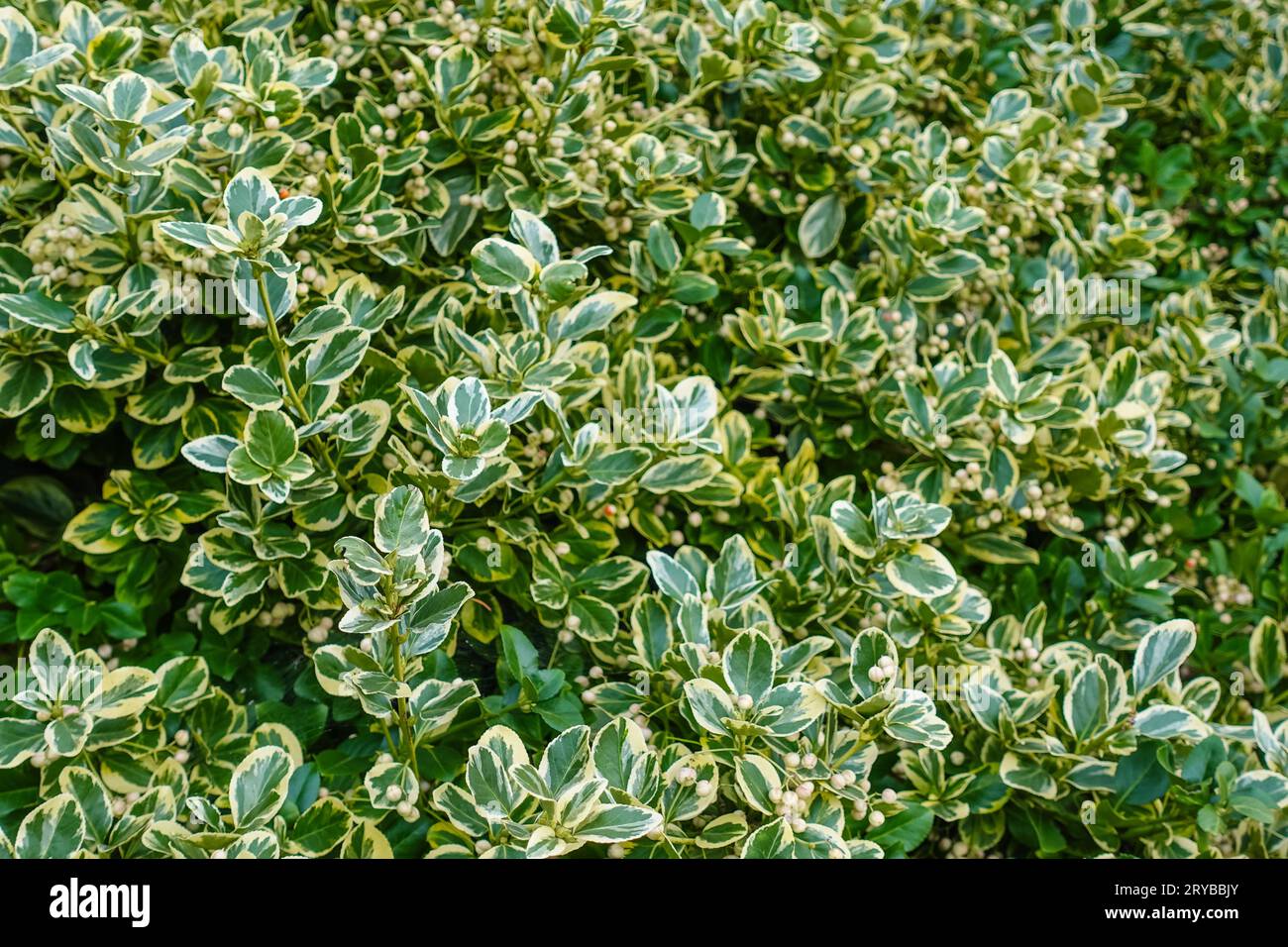 Euonymus fortunei ‘Silver Queen’ (Wintercreeper) is a bushy evergreen shrub with glossy, elongated, dark green leaves adorned with contrasting white m Stock Photo