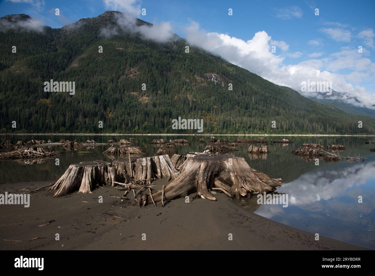 Tree stumps are covering the shores of Buttle Lake in Strathcona  Provincial Park on Vancouver Island in Canada. Stock Photo