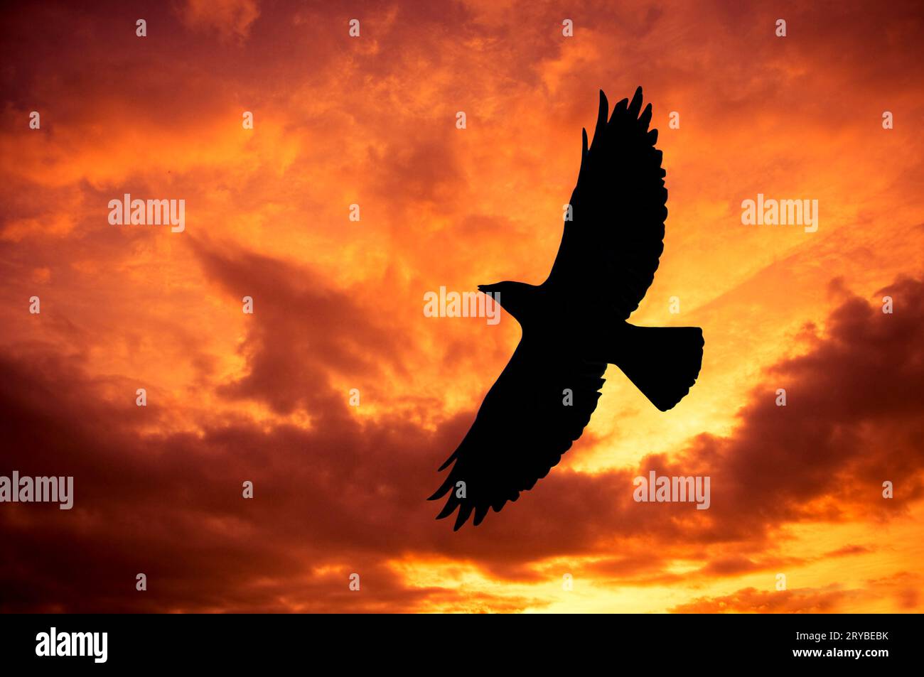 silhouette of a crow bird flying against a sunset sky Stock Photo