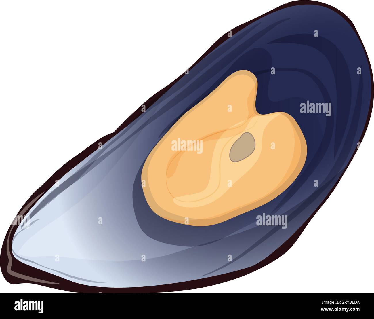Fresh seafood mussels. Raw mussels in shell, marine underwater life