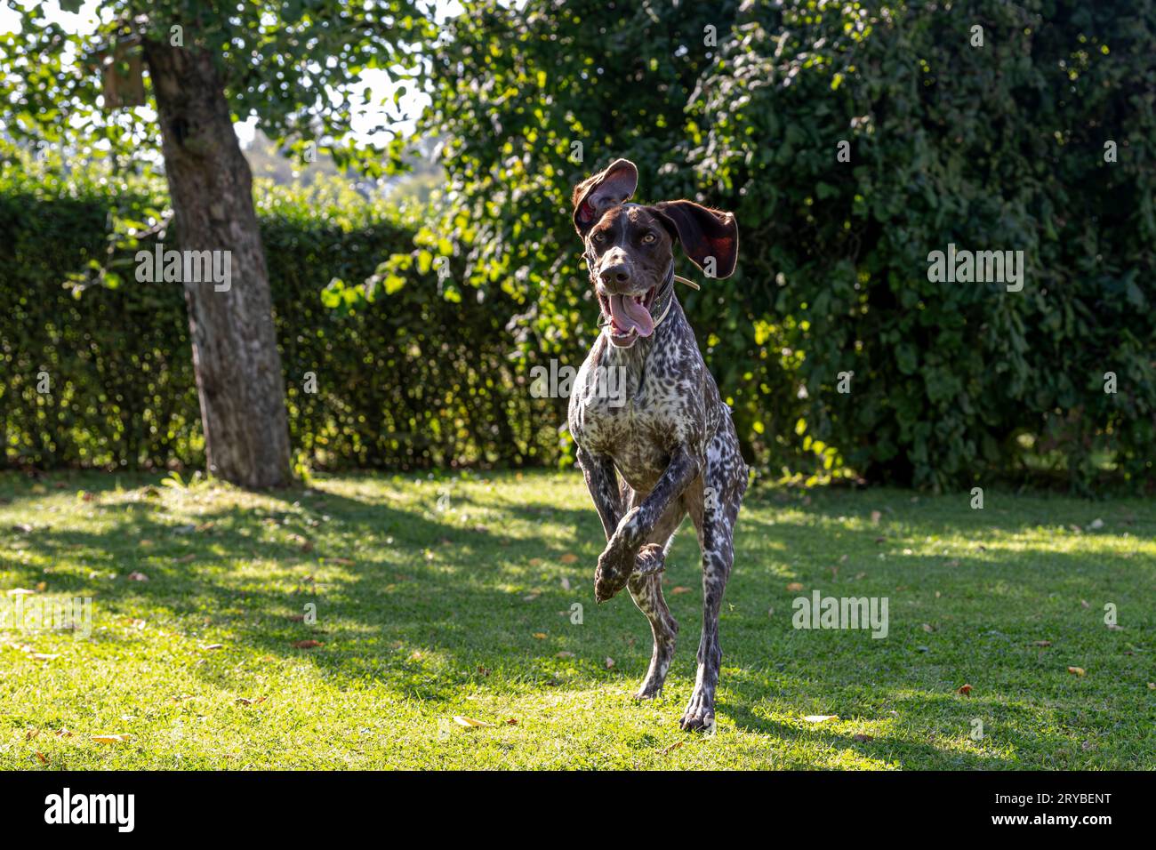 German shorthaired Pointer - Deutsch Kurzhaar Stock Photo