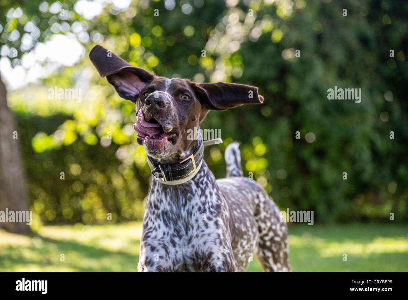 German shorthaired Pointer - Deutsch Kurzhaar Stock Photo