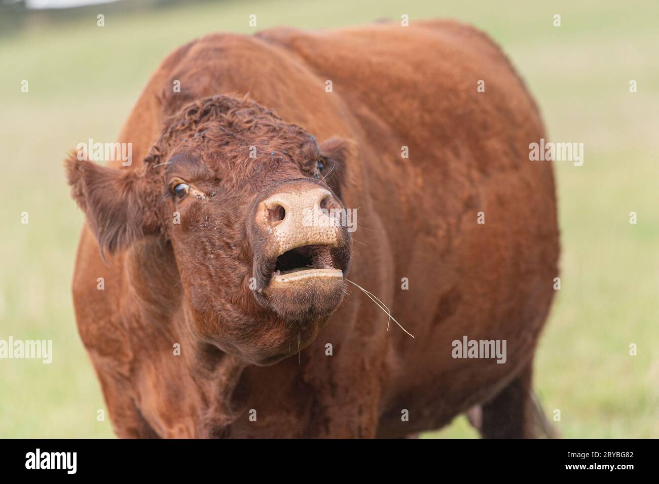 aggressive n cow mooing Stock Photo