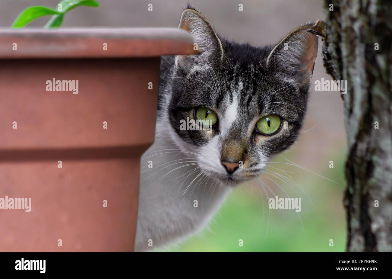 A tabby cats peers out from between a flower pot and a tree. Stock Photo