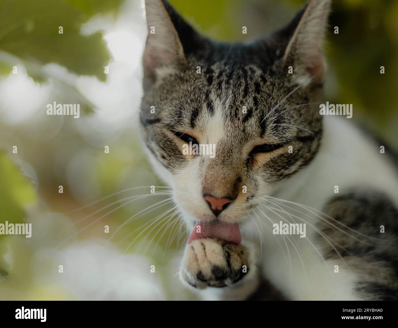 A young tabby cat washing her paws Stock Photo