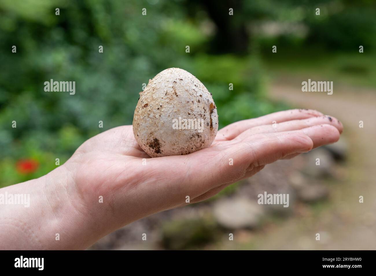 Hand holding egg of Common stinkhorn (Phallus impudicus) Stock Photo