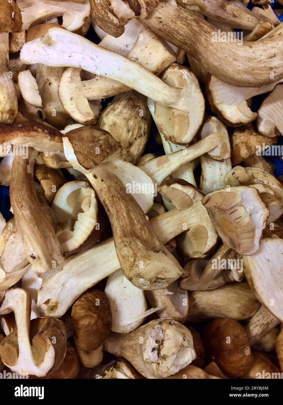 Heap with sliced fresh edible cep mushrooms ready for frying or to sell on the farmers market. Stock Photo