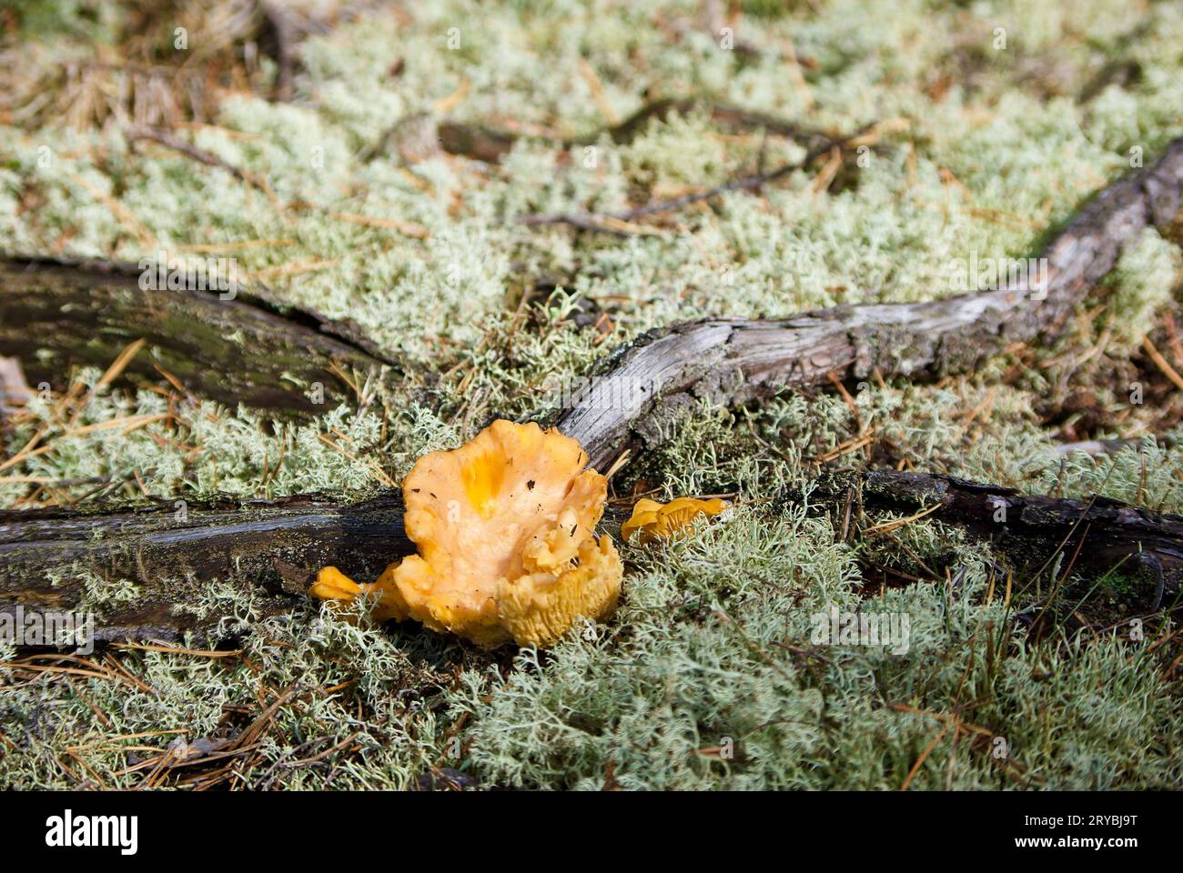 Golden chanterelles growing among grey reindeer lichen beside pine tree