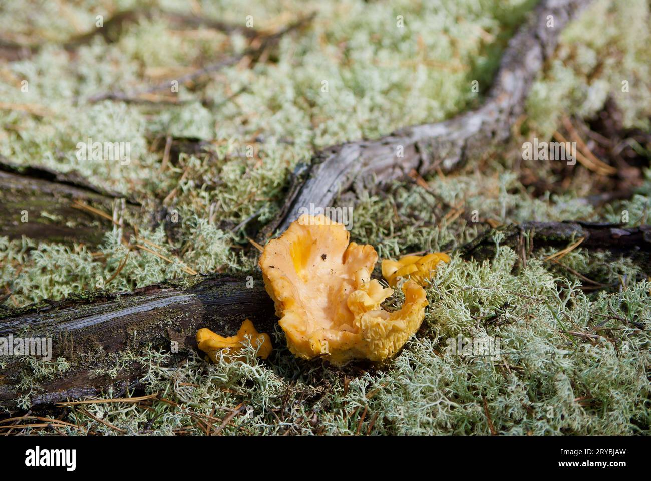 Golden chanterelles growing among grey reindeer lichen beside pine tree