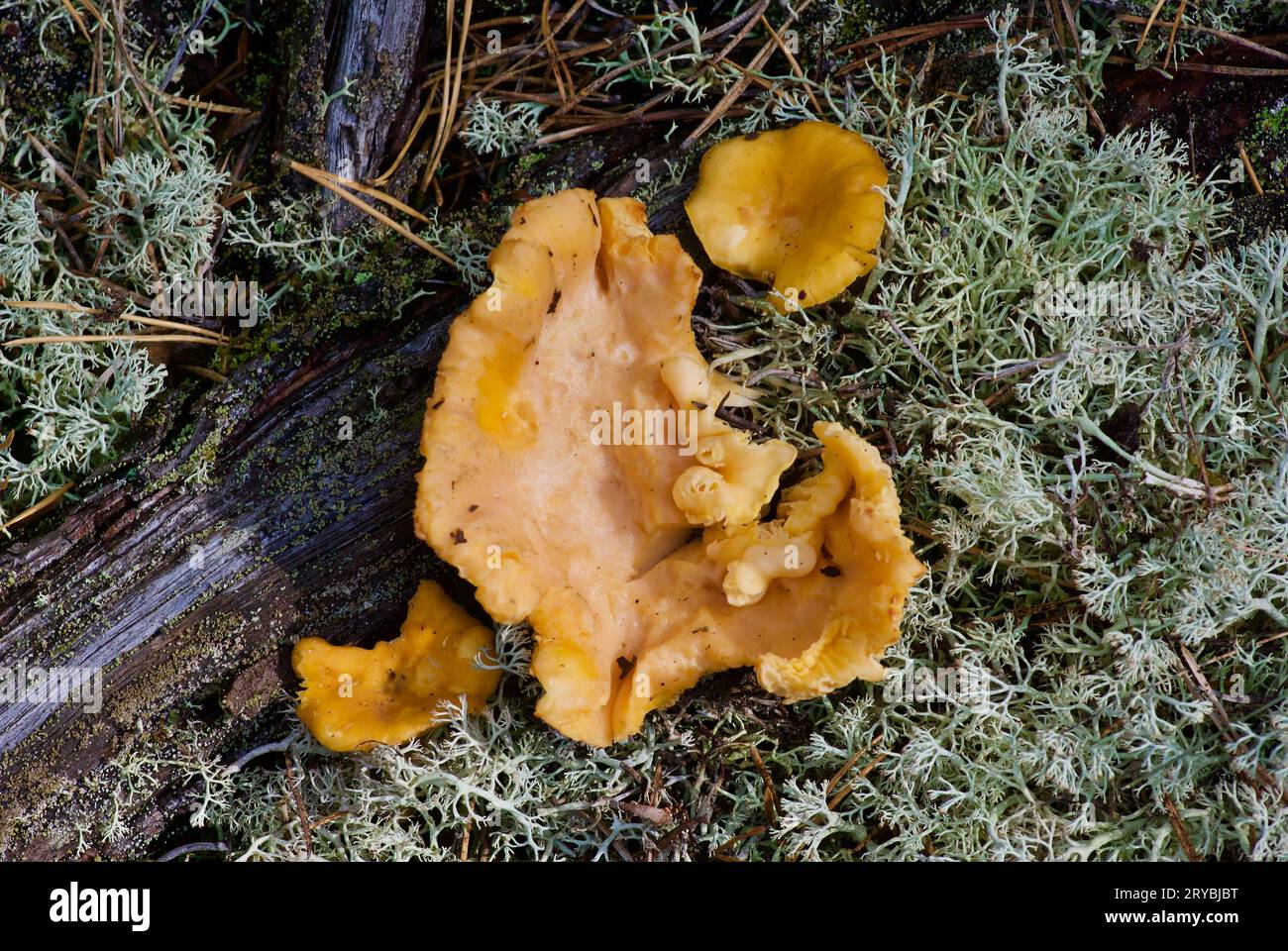 Golden chanterelles growing among grey reindeer lichen beside pine tree