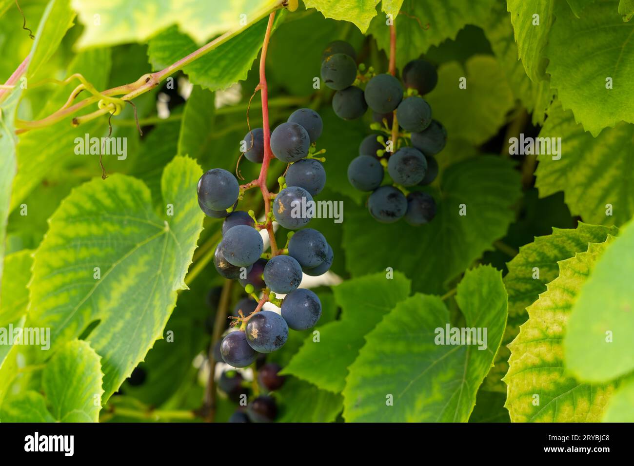 Riverbank grapes (Vitis riparia) and green leaves Stock Photo