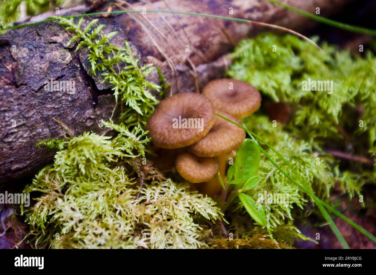 Brown funnel chanterelles growing in green moss among old mossy tree